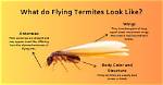 Why Do You Get Termites?