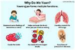 Why Do You Yawn?