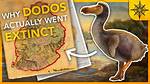 Why Dodo Became Extinct?