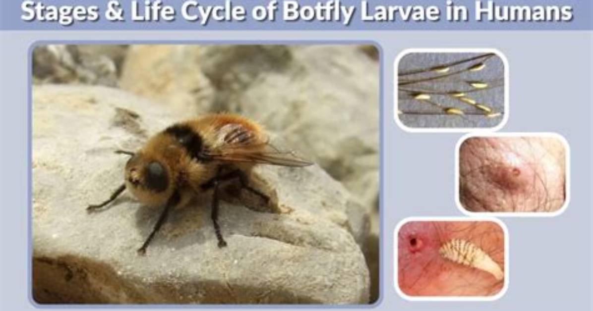 Why Does a Botfly Get Inside You?