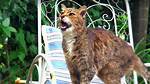 Why Does a Cat Miaow?