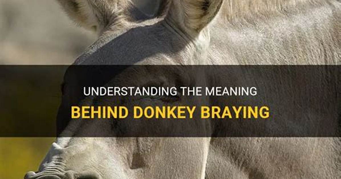 Why Does a Donkey Bray?
