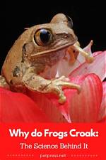 Why Does a Frog Croak?