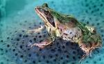 Why Does a Frog Lay Its Eggs in Water?
