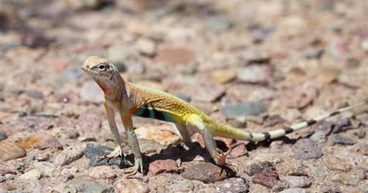 Why Does a Lizard Do Push Ups?