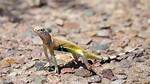 Why Does a Lizard Do Push Ups?