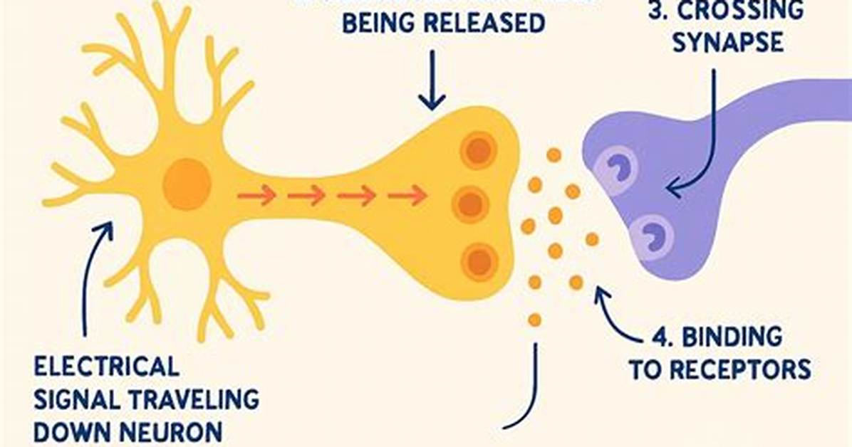 Why Does a Neuron Work?