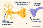 Why Does a Neuron Work?