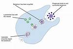 Why Does a Phagocyte Destroy Bacteria?