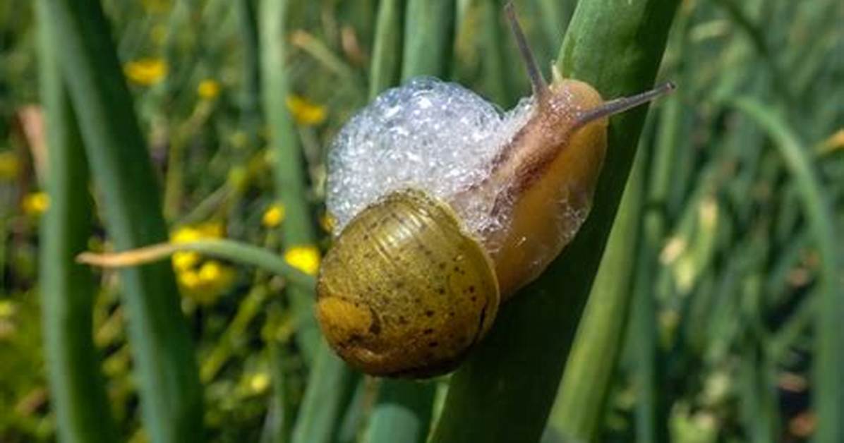 Why Does a Snail Bubble?