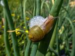 Why Does a Snail Bubble?