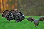 Why Does a Turkey Strut?
