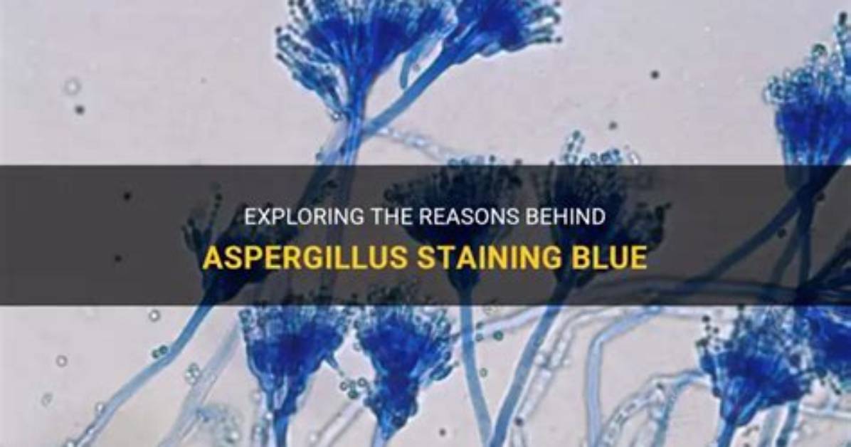 Why Does Aspergillus Occur?