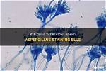 Why Does Aspergillus Occur?
