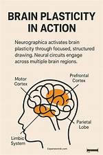 Why Does Brain Plasticity Work?