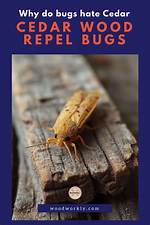 Why Does Cedar Repel Bugs?