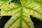 Why Does Chlorosis Occur?