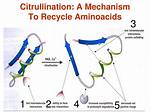 Why Does Citrullination Occur?