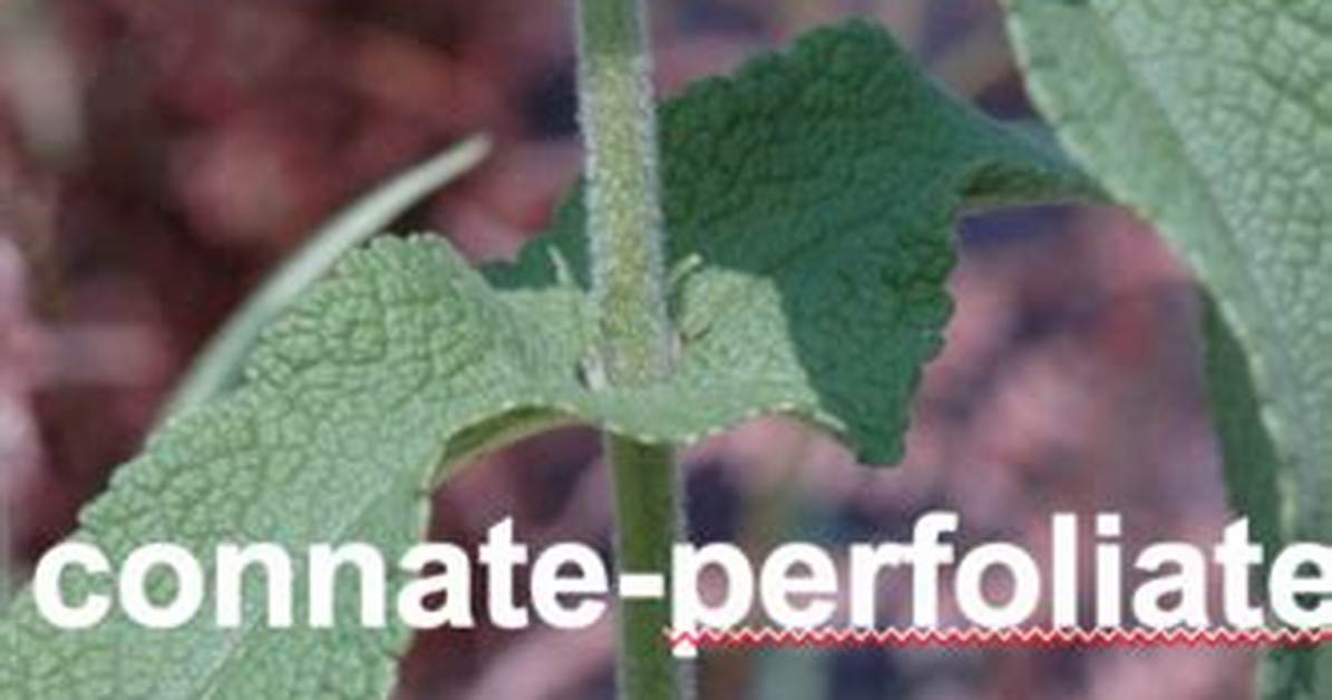 Why Does Connate Mean?