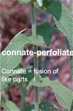 Why Does Connate Mean?