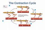 Why Does Contraction Happen?