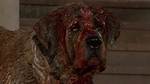 Why Does Cujo Go Crazy