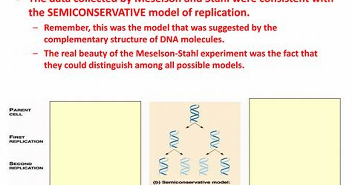 Why Does Dna Replicate Semiconservatively?