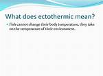 Why Does Ectothermic Mean?