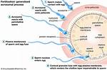 Why Does Fertilisation Occur?