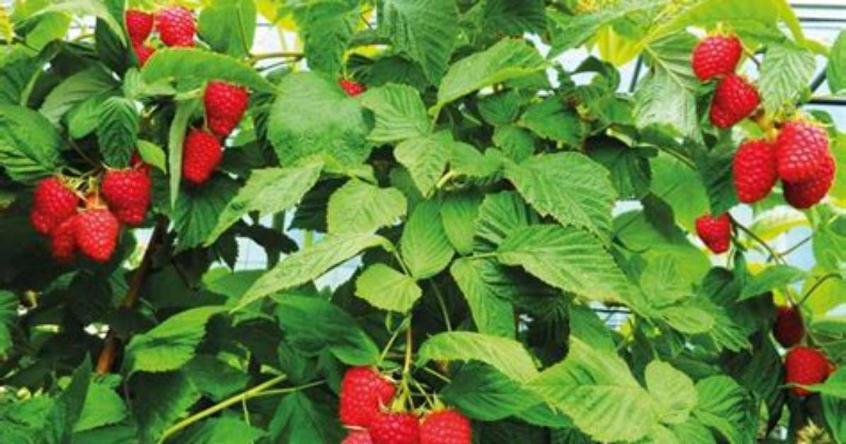Why Does Framboise Mean?