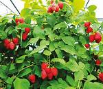 Why Does Framboise Mean?