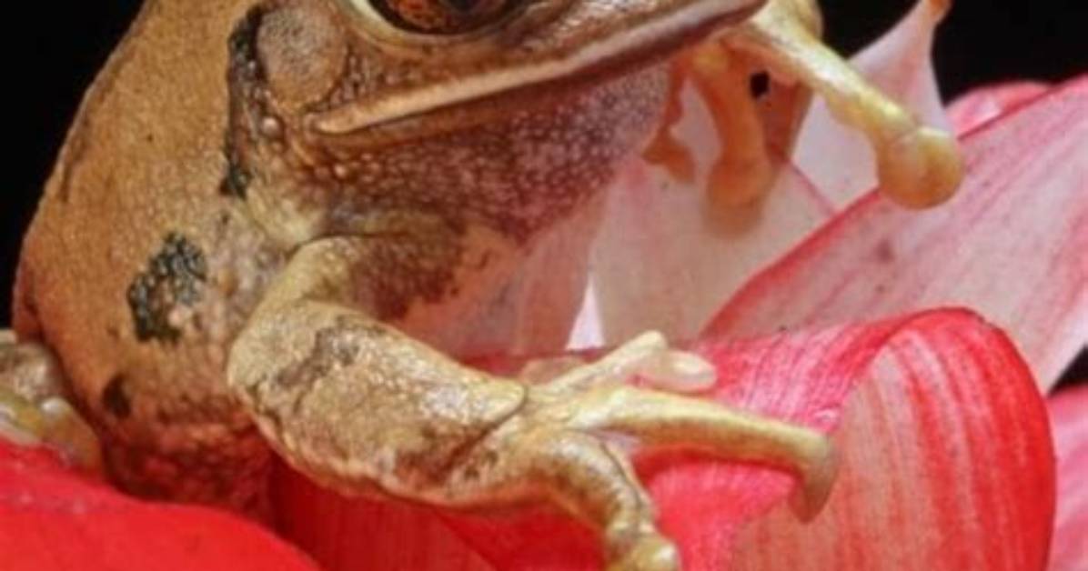 Why Does Frogs Croak?