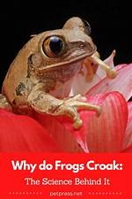 Why Does Frogs Croak?