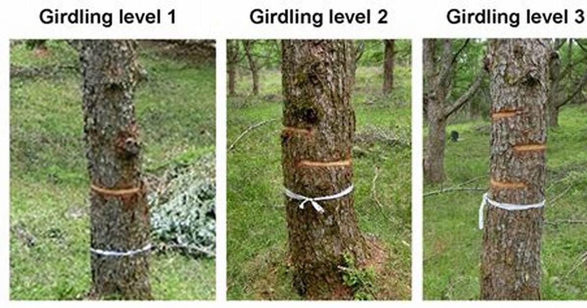 Why Does Girdling Kill a Tree?