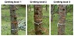 Why Does Girdling Kill a Tree?