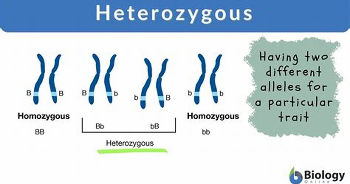 Why Does Heterozygous Mean?