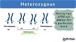Why Does Heterozygous Mean?