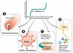 Why Does Increased Co2 Cause Vasodilation?