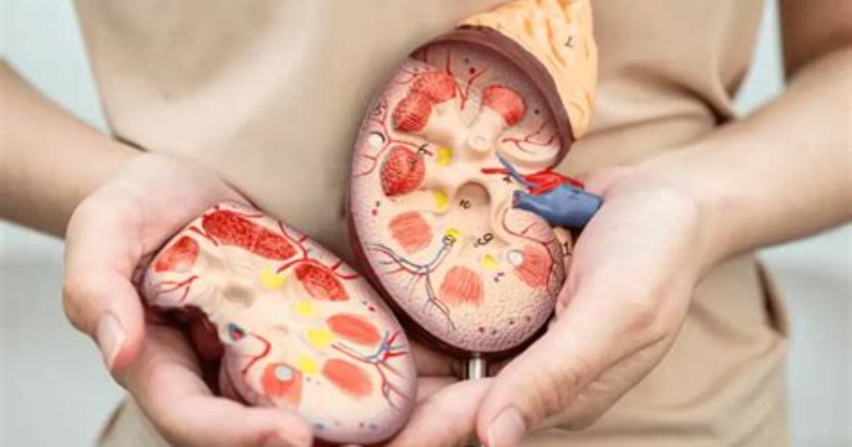 Why Does Kidney Get Cold?
