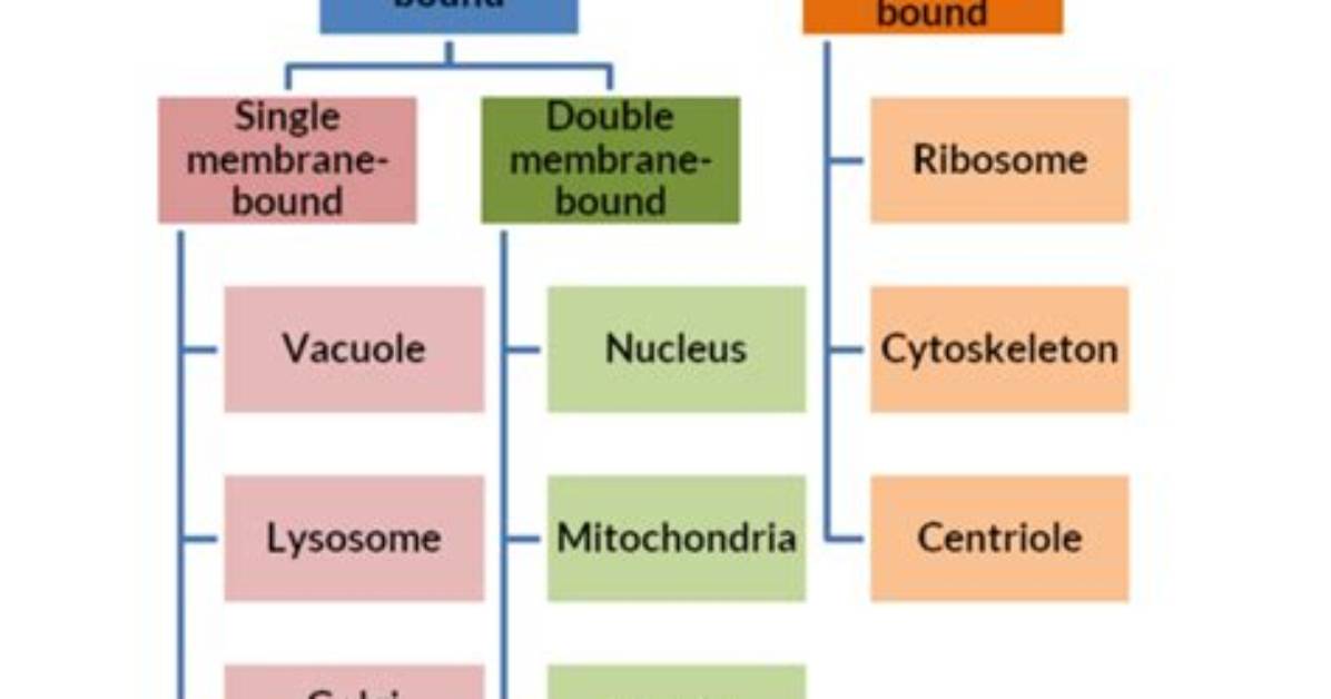 Why Does Membranous Mean?
