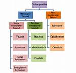 Why Does Membranous Mean?