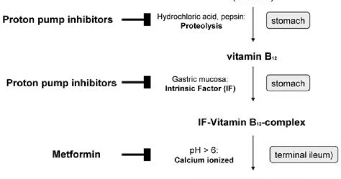 Why Does Metformin Decrease B12?