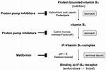 Why Does Metformin Decrease B12?