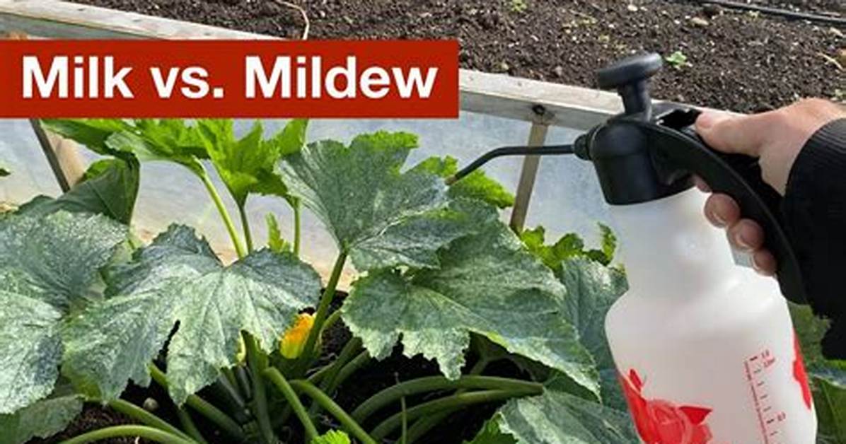 Why Does Milk Kill Powdery Mildew?