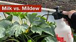 Why Does Milk Kill Powdery Mildew?