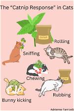 Why Does Mint Make My Cat Crazy