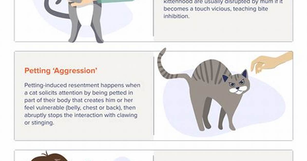 Why Does My Cat Bite Me?