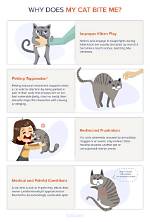 Why Does My Cat Bite Me?