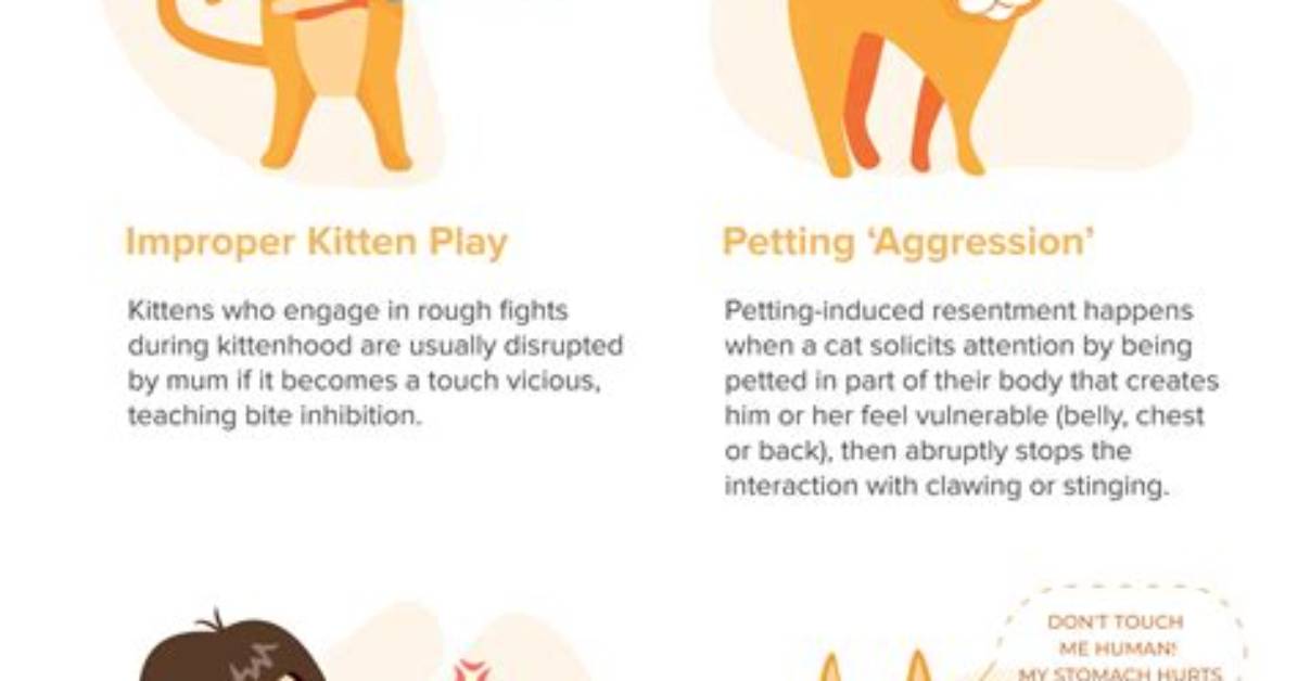 Why Does My Cat Self Mutilation?