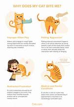 Why Does My Cat Self Mutilation?